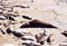 30 Young elephant seals