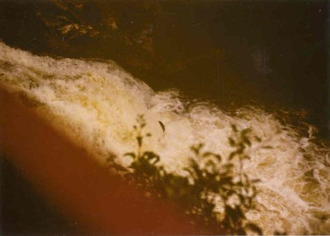 Salmon jumping, Falls of Shin