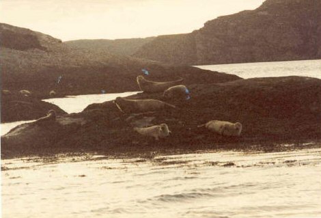 Seals, Isle St Martin, L Broom