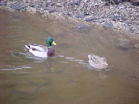 Ducks on Canal  01