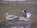 Ducks on Canal 02