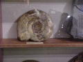 30 Fossil Museum South Ronaldsay